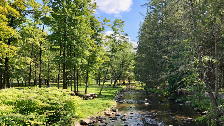 trees, a brook and picnic table