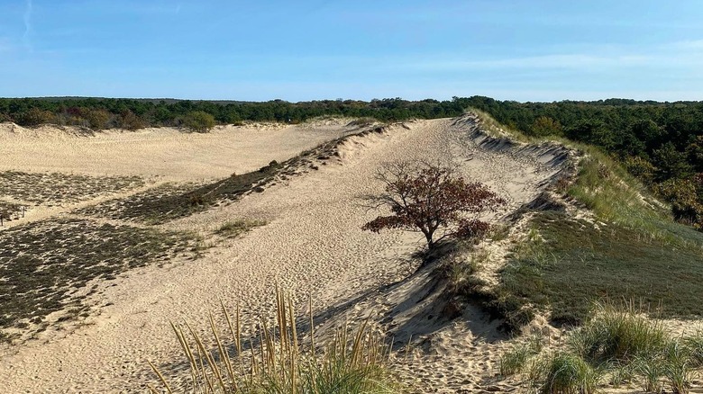 An elevated position on the Walking Dunes Trail in Hither Hills State Park