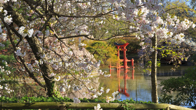 Trees bloom in Brooklyn at the Japanese Hill-and-Pond Garden