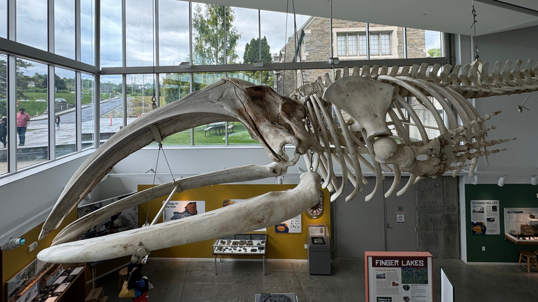 Whale skeleton hanging in Museum of the Earth