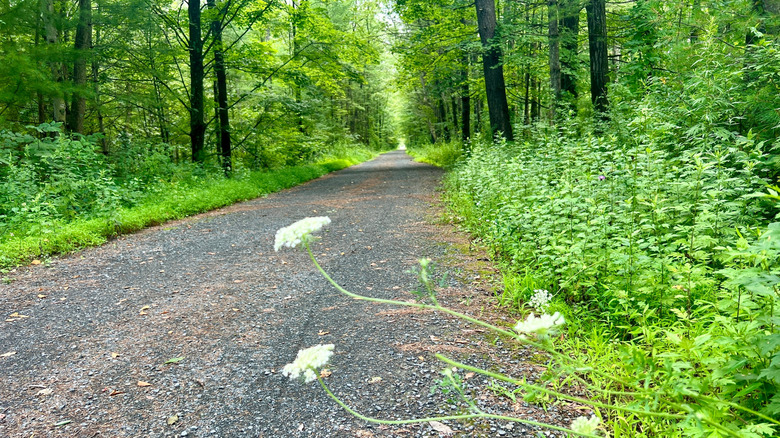 White flowers and green trees line the Ashokan Rail Trail in Shokan, New York.