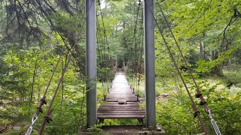 Bridge through forest within Silver Lake Wilderness