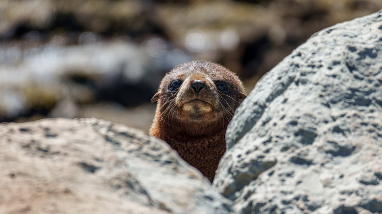 Baby fur seal peeks out from between the rocks in Kaikoura, New Zealand