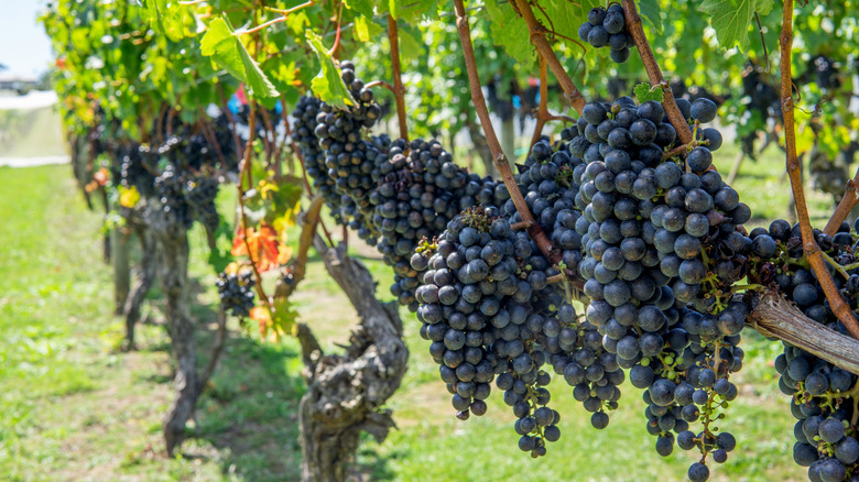 Red grapes in a vineyard