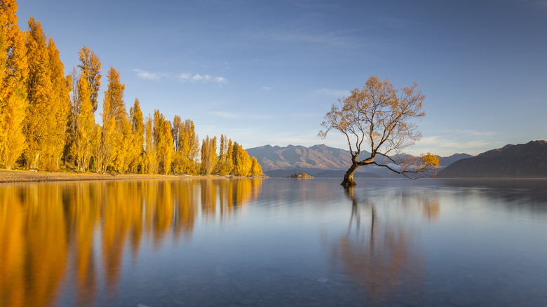 A tree in the middle of Lake Wanaka at sunset