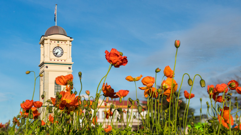 The clocktower in Feilding with red flowers at the forefront