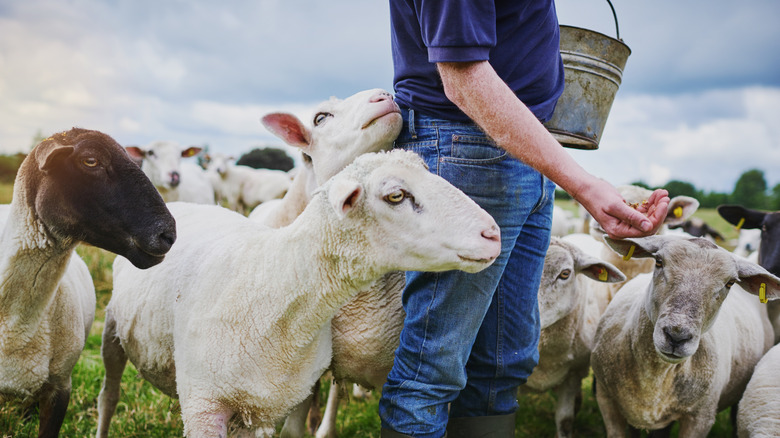 A farmer feeding his sheep