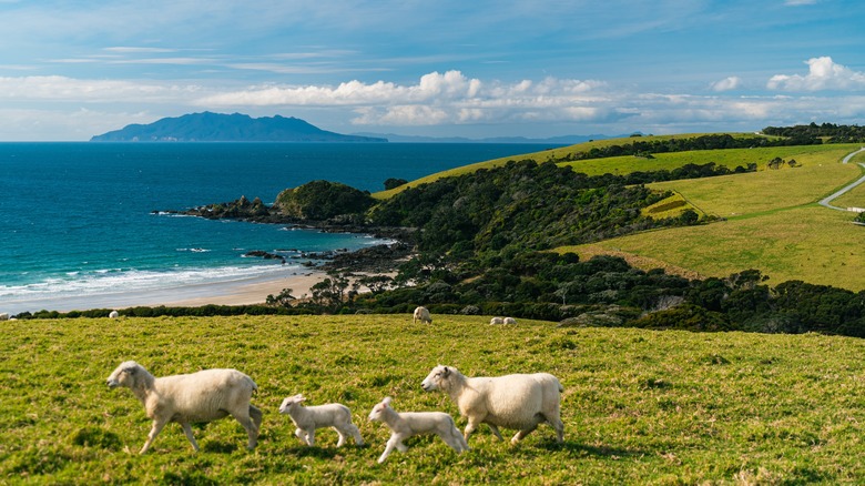 a family of sheep running in the hills of  Tāwharanui Regional Park with the ocean in the background
