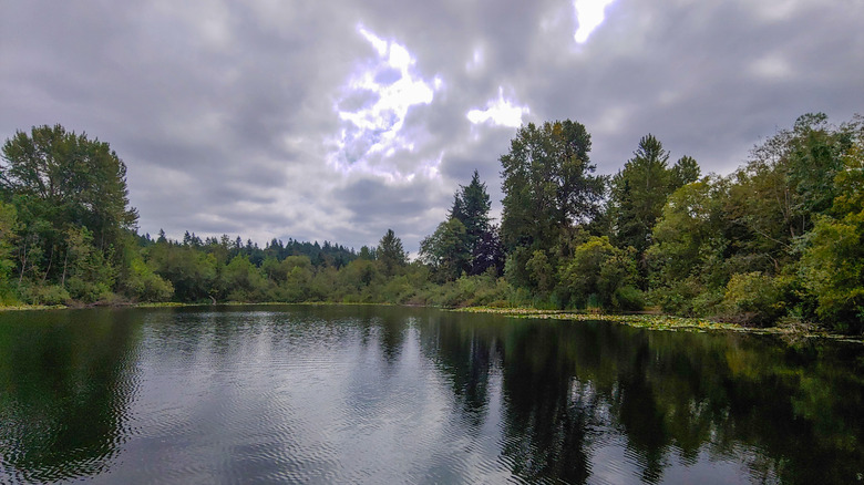 Lake Boren Park lake under green trees and clouds in Newcastle, Washington