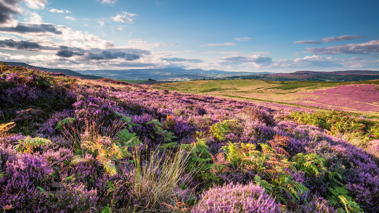 View of the purple heathland in Northumberland National Park near Rothbury