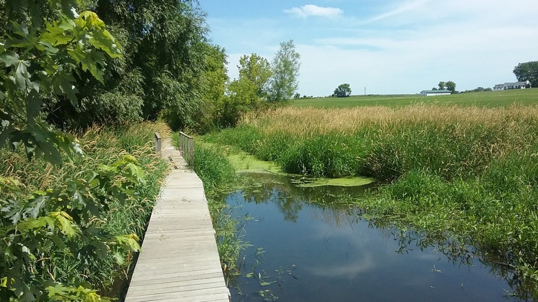 A wooden boardwalk and bridge cross a wetland with farmland in the background at Nicholson Wildlife Refuge.