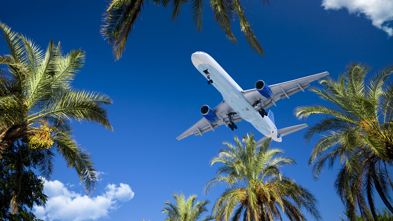 Plane flying over palm trees