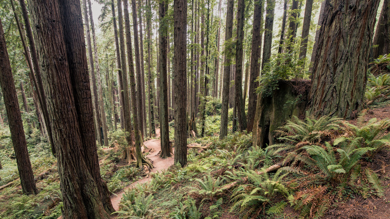 A winding trail through towering redwoods in Arcata Community Forest in Humboldt County, California