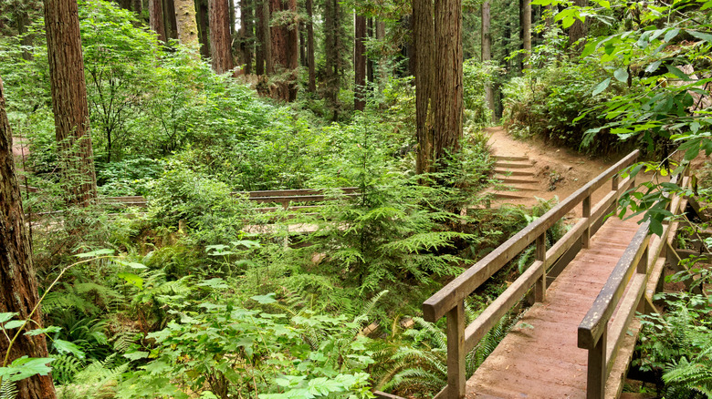 Two bridge crossings over ferns and past redwoods in Arcata Community Forest in Humboldt County, California
