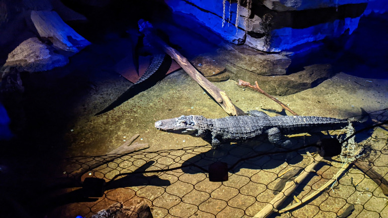 Alligator in the Kingdoms of the Night exhibit at Omaha's Henry Doorly Zoo
