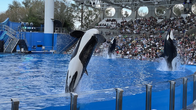 Orcas breaching during a show at SeaWorld San Antonio