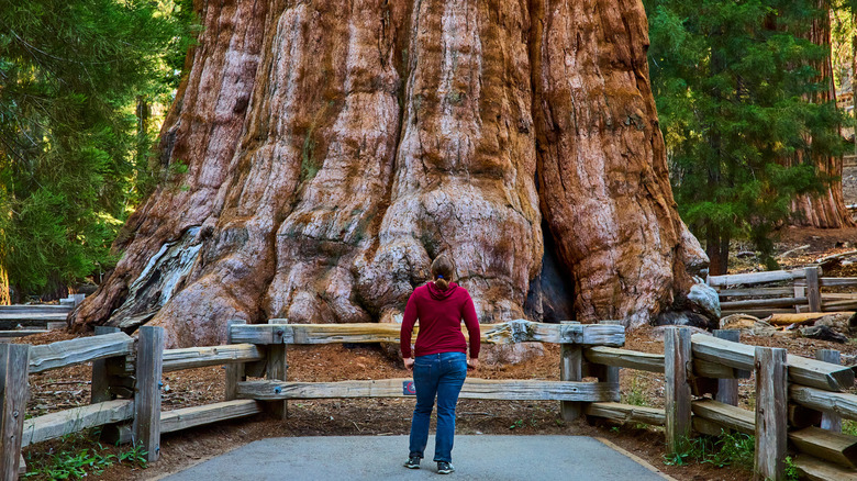 A tourist looking up at and standing in front of General Sherman, a giant sequoia (Sequoiadendron giganteum) and the largest tree in the world, located in Sequoia National Park n the southern Sierra Nevada mountains of California, USA