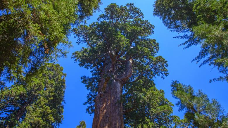 View of the top of General Sherman, a giant sequoia (Sequoiadendron giganteum) and the largest tree in the world, located in Sequoia National Park n the southern Sierra Nevada mountains of California, USA