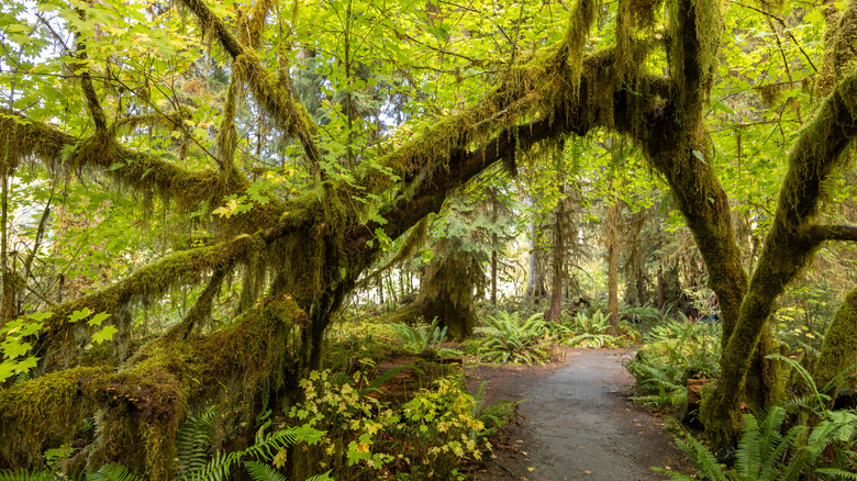 Moss-covered trees along path through the Hoh Rain Forest, in Olympic National Park, Washington.