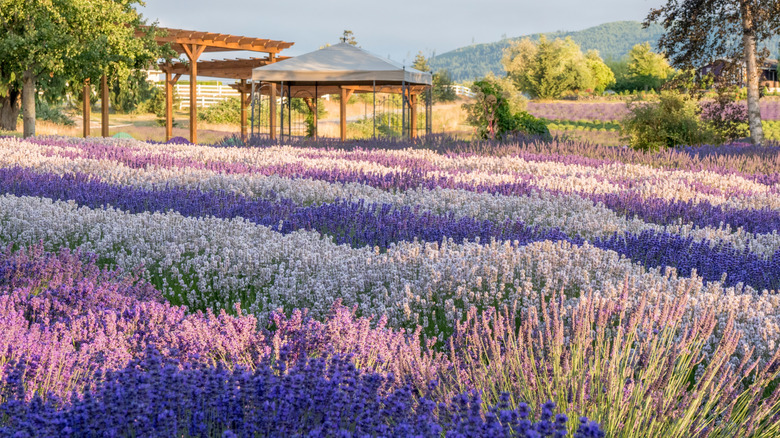 Multi-colors rows of lavender with a gazebo at a lavender farm in Sequim, Washington.