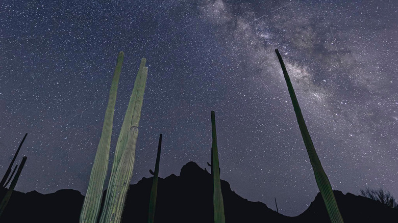 Endless stars in a purple sky shine above Organ Pipe Cactus National Monument's Alamo Canyon Primitive Campground as the viewer looks up at towering Saguaro Cacti and black shadowed mountains