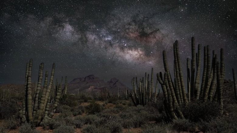The milky way galaxy shines pink, tan, and purple amidst a black sky full of white stars above a cactus-filled desert at Organ Pipe Cactus National Monument and Dark Sky Park