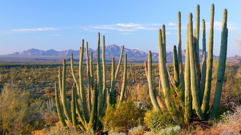 Organ pipe cacti reach to a blue sky in front of red, shadowy mountains amidst the desert at Organ Pipe Cactus National Monument