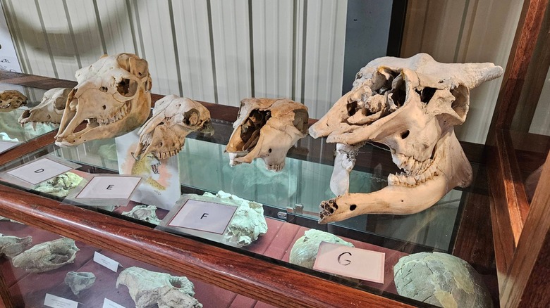 Animal skulls on display case with tortoise shells below