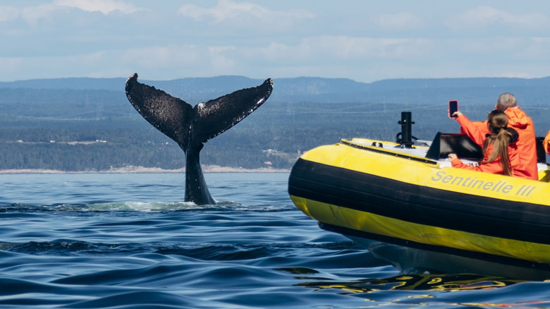 A whale's tail rising out of the water for a whale-watching boat at the Saguenay Fjord's mouth in Quebec