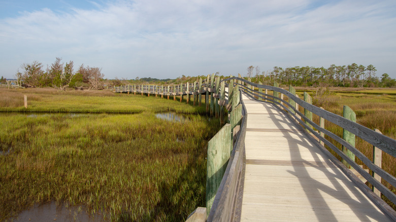 A boardwalk trail through the Croatan National Forest in North Carolina