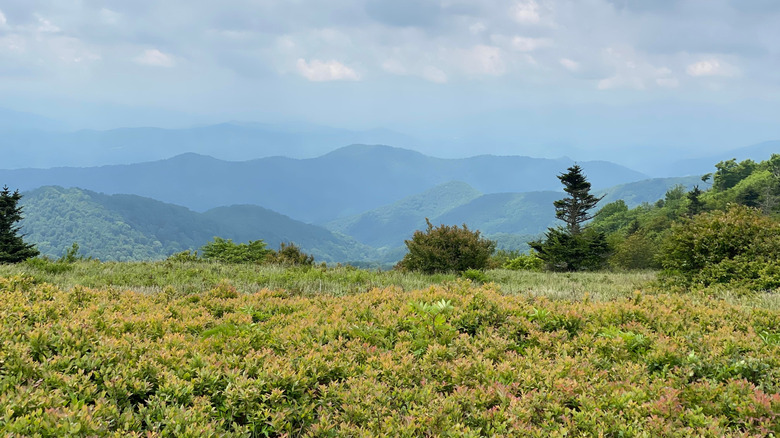 A meadow along the Roan Highlands section of the Appalachian Trail on the North Carolina Tennessee Border