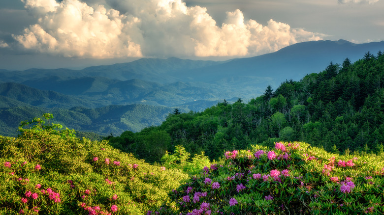 A view of Roan Mountain along the Appalachian Trail