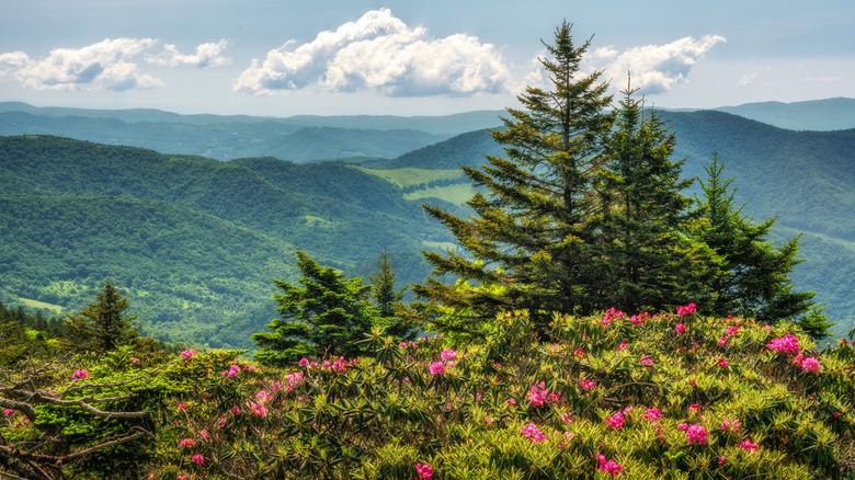 Rhododendrons and pine trees in front of a stunning mountain view at Roan Mountain