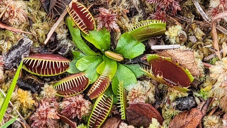Closeup of Venus flytrap plants at Carolina Beach State Park