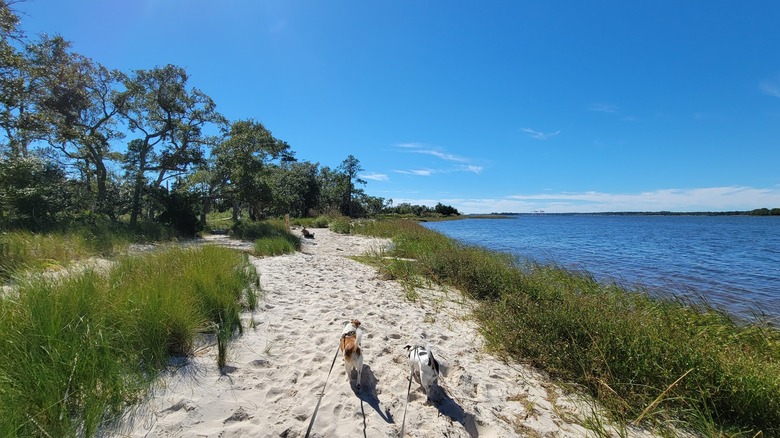 Two dogs walking on a small sand beach along the Cape Fear River at Carolina Beach State Park, NC