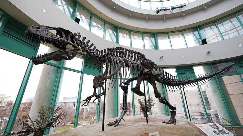 Dinosaur exhibit at the Museum of Natural Sciences