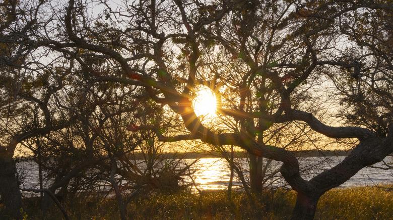 Sunset over the Cape Fear River as seen from Carolina Beach State Park, NC.