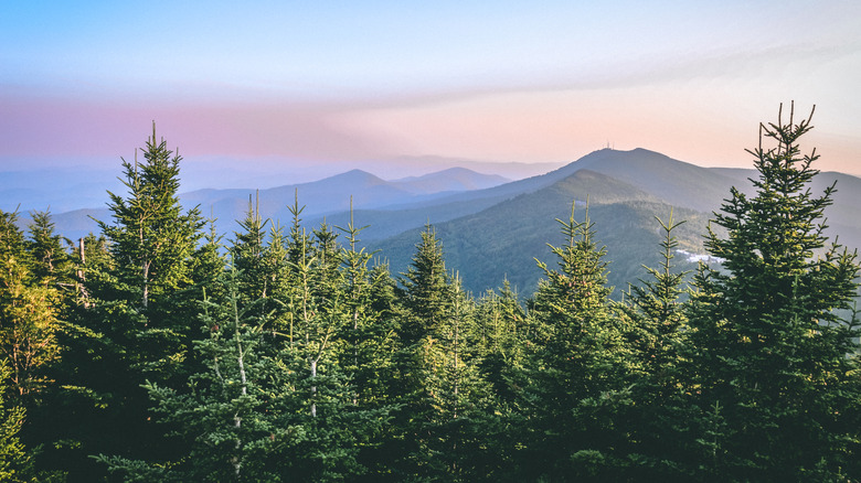 View of Mount Mitchell with evergreen trees in the foreground and layered blue mountains under a pastel sky