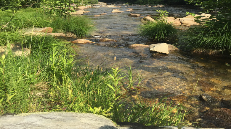 Wilson Creek, NC, just up the mountain from Mortimer