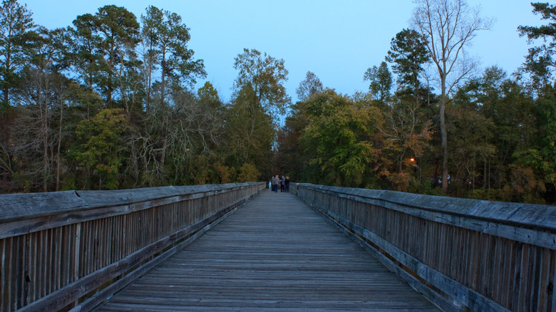 A wooden boardwalk into a forest in Raleigh