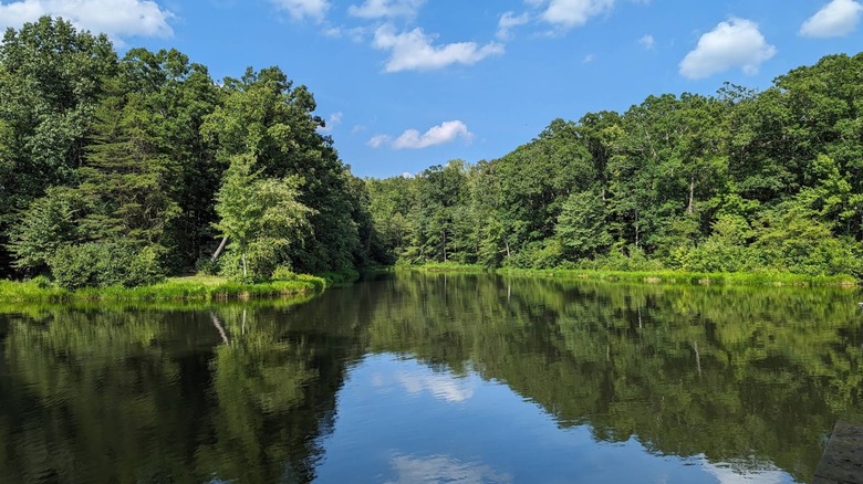 View of Lake Reidsville and lush green forest in Lake Reidsville Park