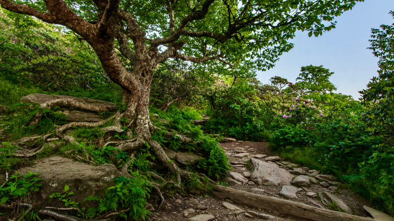 Craggy Pinnacle Trail's path near Asheville in the Blue Ridge Mountains