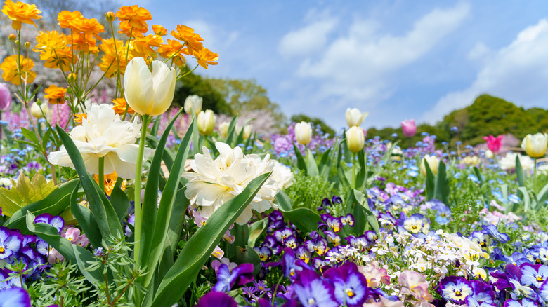 A healthy flower garden filled with a colorful variety