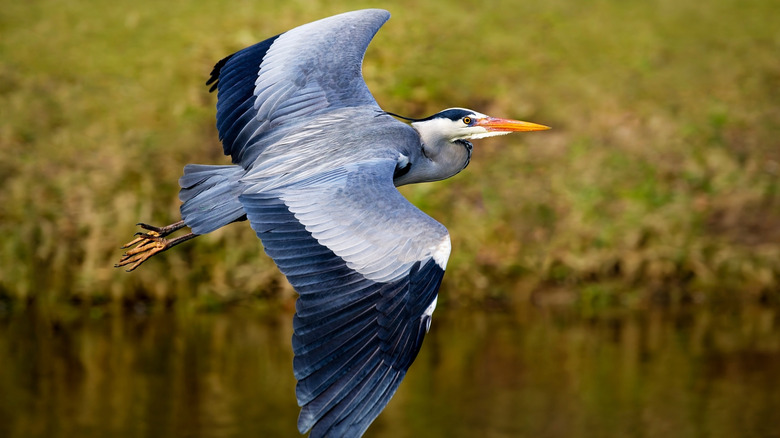 A great blue heron in flight
