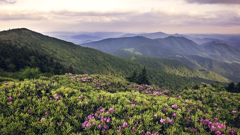 View from Roan Mountain
