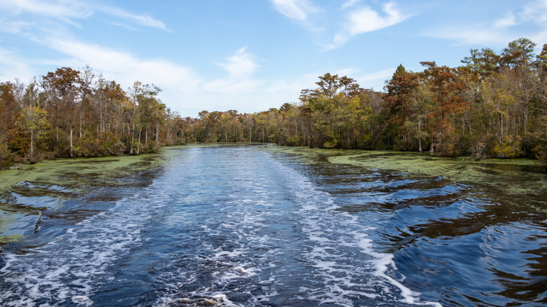 Dismal Swamp in North Carolina
