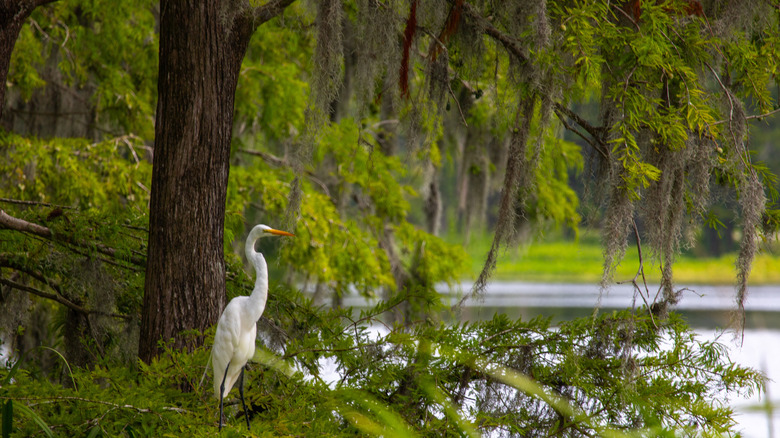 Statuesque egret standing under a moss-draped tree observes the lake in Greenfield Park