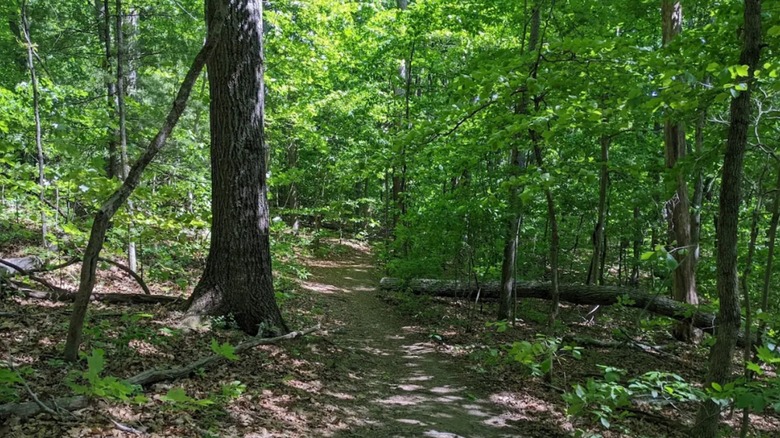 A wooded trail located at Bull Mountain near Asheville, North Carolina