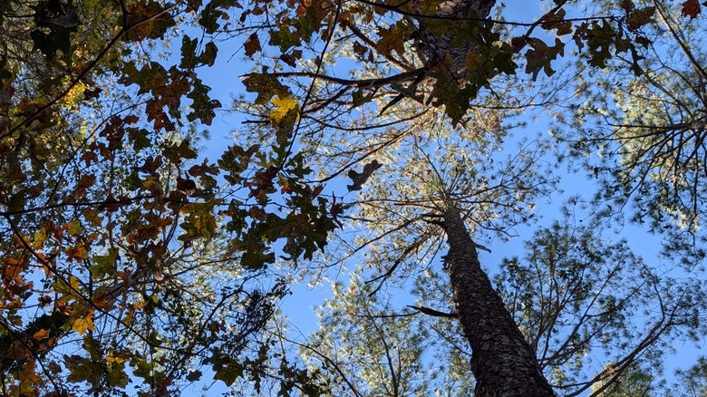 A towering loblolly pine at Bladen Lakes State Forest, NC