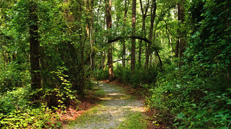 A hiking trail through the woods in Bladen Lakes State Forest